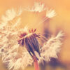 Tapeter Dandelion DD118594 DD118594 Mönster