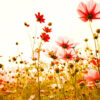 Tapeter FlowerMeadow DD118600 DD118600 Mönster