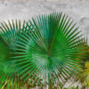 Tapeter AgaveLeaves DD118710 DD118710 Mönster